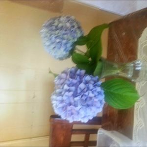 Meet your Posher, Isabel